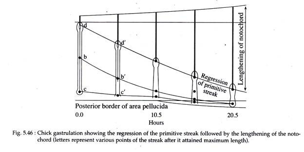 Chick Gastrulation