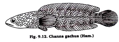 Channa gachua (Sauri)