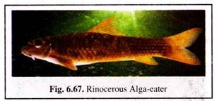 Rinocerous Alga-Eater