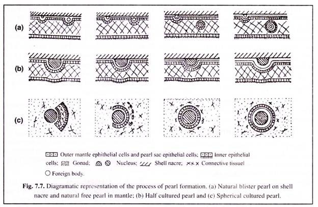 Process of Pearl Formation