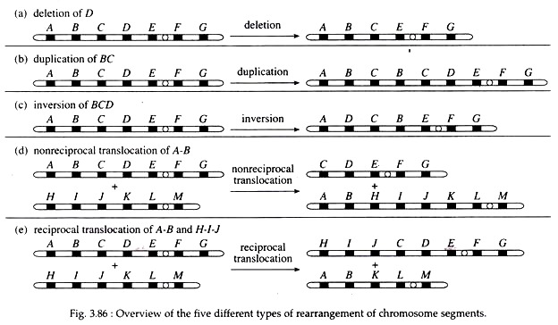 Overview of the Five Different Types of Rearrangement