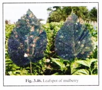 Leafspot of Mulberry 