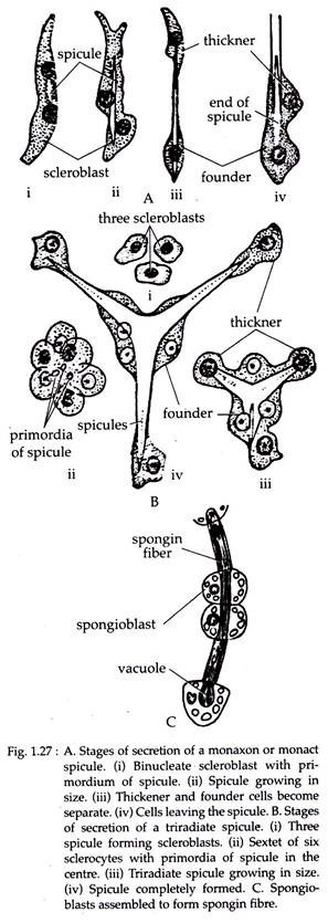 A Stage of Secrection of a Monaxon or Monact Spicule