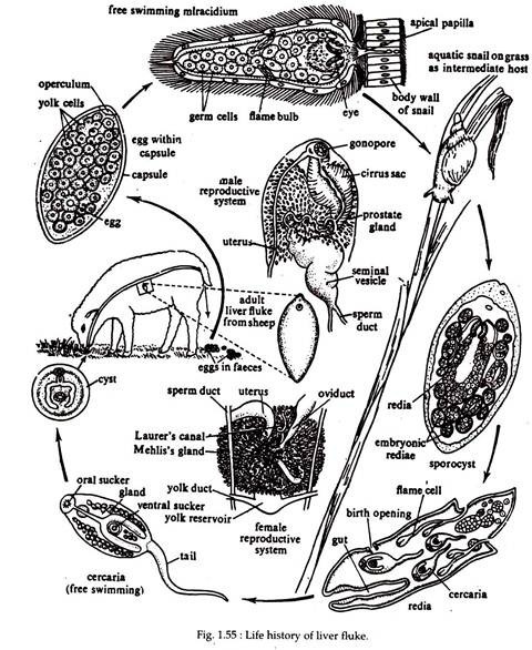 Life History of Liver Fluke