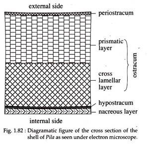 Diagramatic Figure of the Cross Section of the shell of Pila