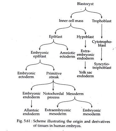 Scheme Illustrating the Origin and Derivatives of Tissues in Human Embryos