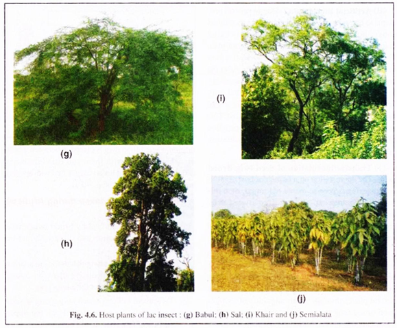 Host Plants of Lac Insect