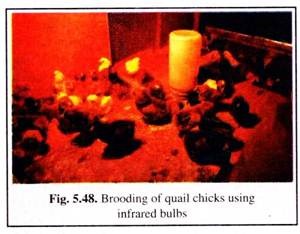 Brooding of Quail Chicks