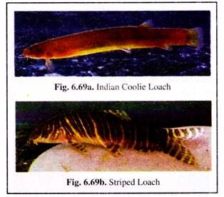 Indian Collie Loach and Striped Loach