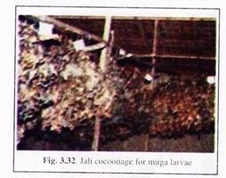 Jail Cocoonage for Muga Larvae