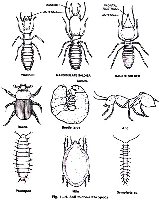 Soil Micro-Arthropoda