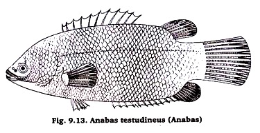 Anabas testudineus (Anabas)