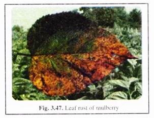 Leaf Rust of Mulberry
