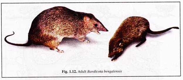 Adult Bandicota Bengalensis