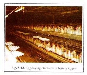Egg-Laying Chickens in Battery Cages