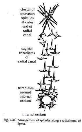 Arrangement of Spicules along a Radical Canal of Sycon