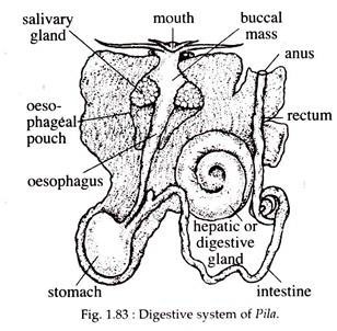 Digestive System of Pila