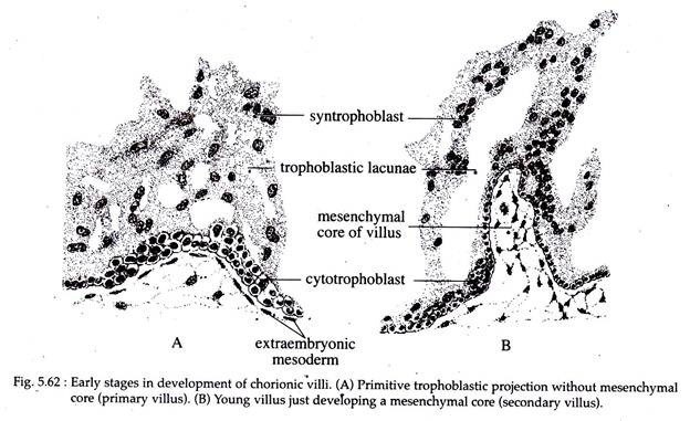 Early Stages in Development of Chorionic Villi