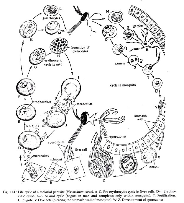 Life Cycle of Malerial Parasite