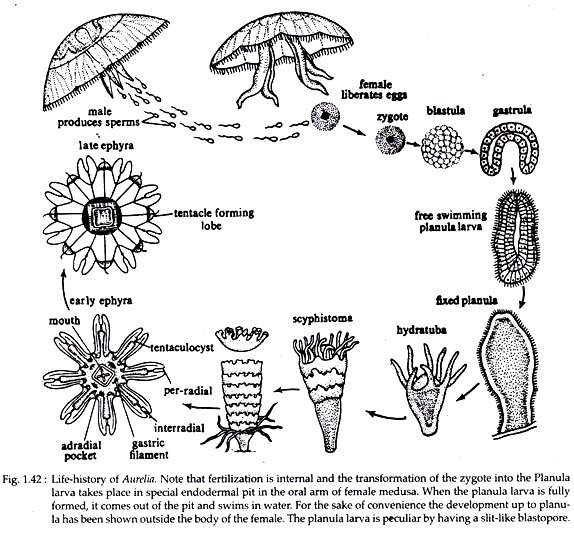 Aurelia (Jelly Fish): Structure, Histology and Nutrition