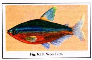 Neon Tetra