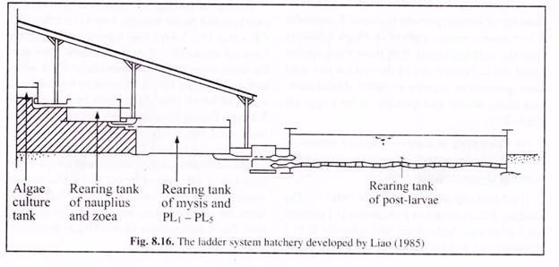 The Ladder System Hatchery developed by Liao (1985)