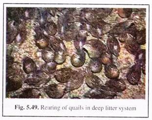 Rearing of Quails