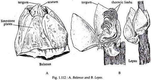 Balanus and Lepas