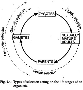 Types of Selection Acting on the Life Stages of an Organism