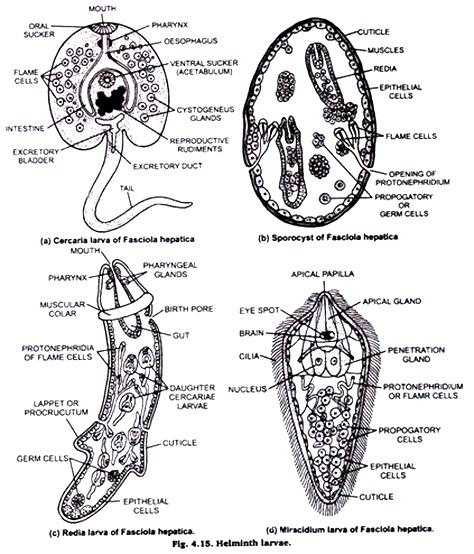 Helminth Larvae