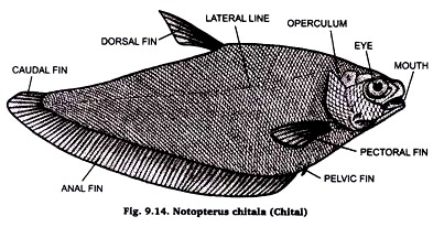 Notopterus chitala (Chital)