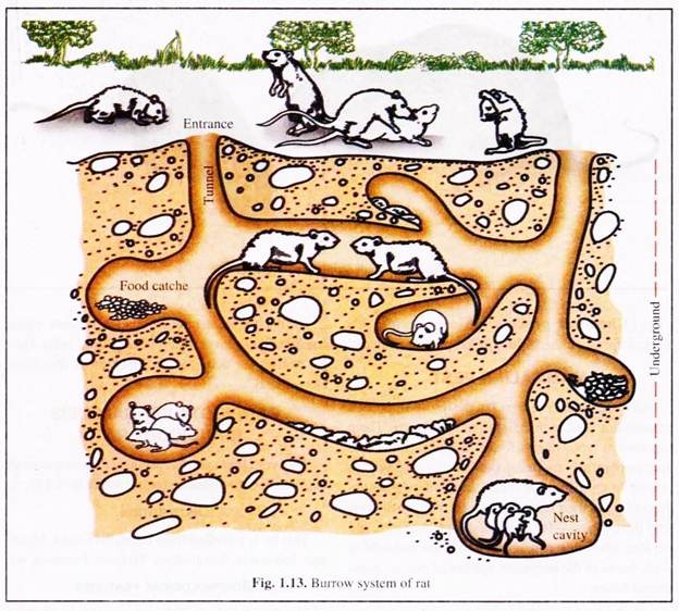 Burrow System of Rat