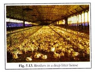 Broilers in a Deep Litter House