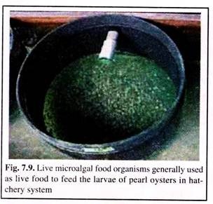 Live Microalgal Food Organisms Generally Used as Live Food the Larvae of Pearl Oysters in Hatchery System
