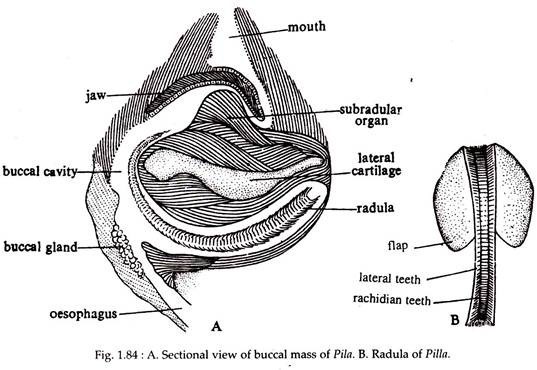 A Sectional View of Buccal Mass of Pila