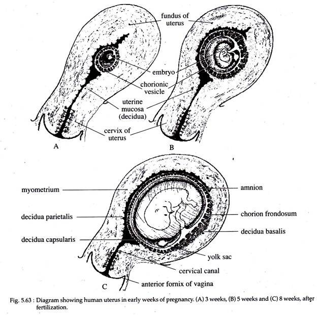 Diagram Showing Human Uterus in Early Weeks of Pregnancy
