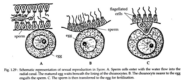 Systematic Representation of Sexual Reproduction in Sycon