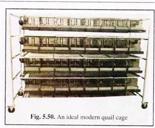Ideal Modern Quail Cage