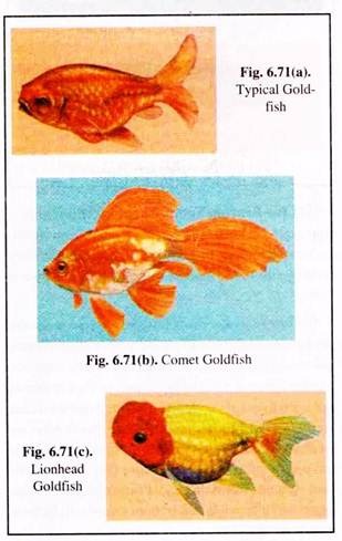 Typical Gold Fish, Comet Goldfish and Lionhead Goldfish