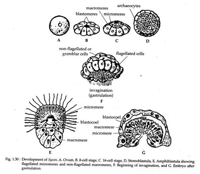 Development of Sycon