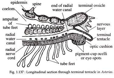 Longitudnal Section through Terminal Tentacle in Asterias