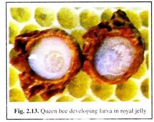 Queen Bee Developing Larva in Royal Jelly