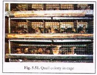 Quail Colony in Cage