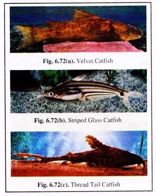 Velvet Catfish, Striped Glass Catfish and Thread Tail Catfish