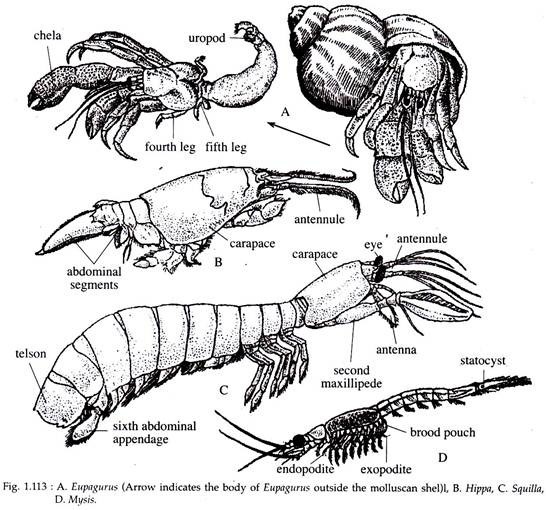 Eupagurus, Hippa, Squilla and Mysis