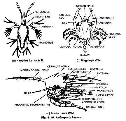 Arthopode Larvae