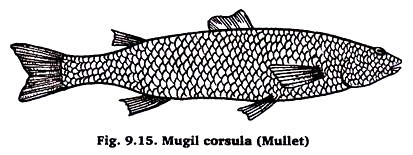 Mugil cursula (Mullet)