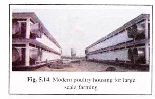 Morden Poultry Housinh for Large Scale Farming