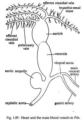 Heart and the Main Blood Vessels in Pila