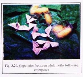Copulation between Adult Moths Following Emergance